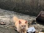 Maincoon Mix Ginger Cat