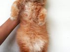 Maincoon persian kitten