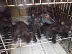 Maincoone Black Persian Kittens