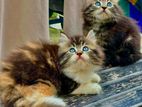 Maine Coon breed kittens (cat)