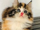 Maine Coon Breed Kittens