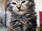 Maine Coon Breeds Kitten