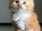 Maine Coon Breeds Kitten