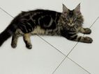 Maine Coon Cat