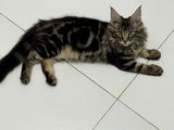 Maine Coon Cat