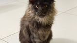 Maine Coon Cat