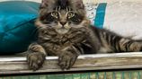 Maine Coon Cat
