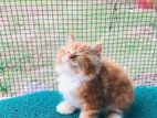 Maine Coon Kitten