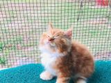 Maine Coon Kitten