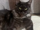 Maine Coon