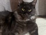 Maine Coon