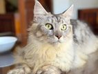 Mainecoon Cat