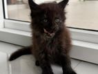 Mainecoon Kitten