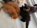 Mainecoon Cats