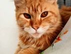Mainecoon