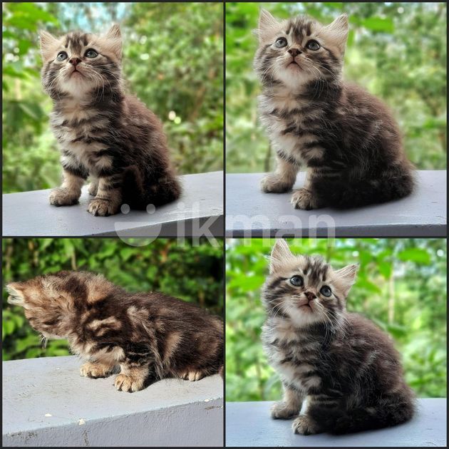 Maine Coon Persian Kittens for Sale in Kotte ikman