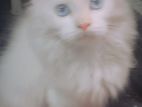 Persian Cat