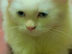 Persian Kittens