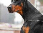 Majestic Dobermann Litter