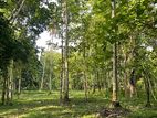 Makandura Badalgama Road Nalawalana 30ft Facing Teak Land for Sale