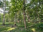 Makandura Badalgama Road Nalawalana Wide Rd. Facing Teak Land for Sale