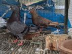 Makkus Breeding Pair Pigeon