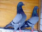 Makus Pigeon