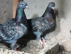 Pigeon