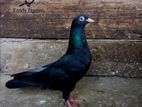 Makus Pigeon