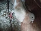 Pigeons