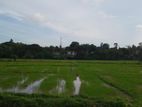 Malabe Town Paddy Field Facing Land for Sale