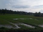 Malabe town paddy field facing land for sale .