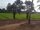 Malabe Town Paddy field facing land for sale .