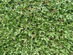 Malaysian Carpet Grass