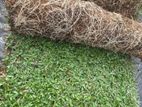Malasiyan Grass Carpet