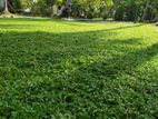 Malasian Carpet Grass