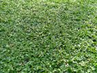 Malaysian Carpet Grass