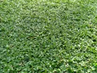 Malaysian Carpet Grass