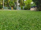 Malasiyan Carpet Grass