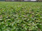 Malaysian Carpet Grass