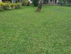 Malasiyan Carpet Grass