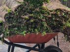 Malaysian Carpet Grass