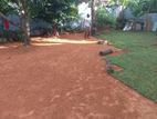 Malaysian Carpet Grass