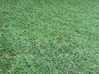 Malasiyan Carpet Grass