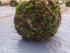 Malasiyan Carpet grass