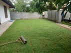 Malasiyan Carpet Grass