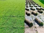 Malasiyan Carpet Grass