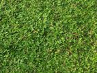 Malasiyan Carpet grass