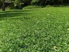 Malasiyan Carpet Grass