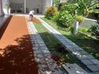Malasiyan Carpet Grass